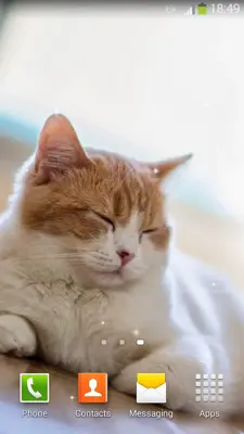 Cute Cats Live Wallpaper android App screenshot 9