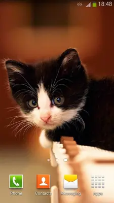 Cute Cats Live Wallpaper android App screenshot 12