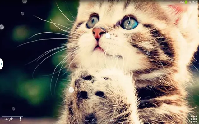 Cute Cats Live Wallpaper android App screenshot 4