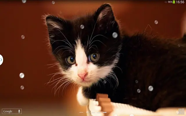 Cute Cats Live Wallpaper android App screenshot 6