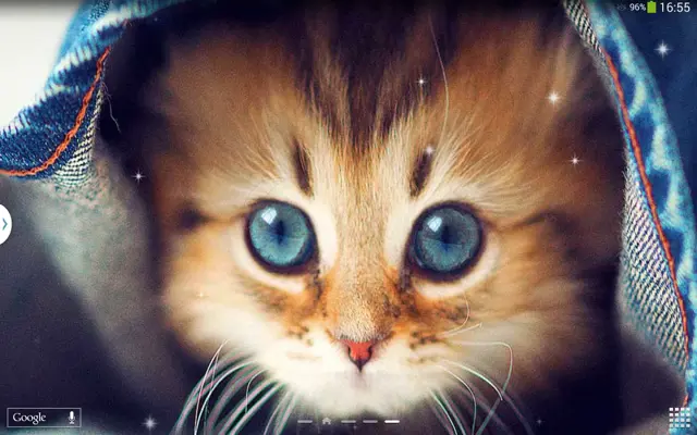 Cute Cats Live Wallpaper android App screenshot 7